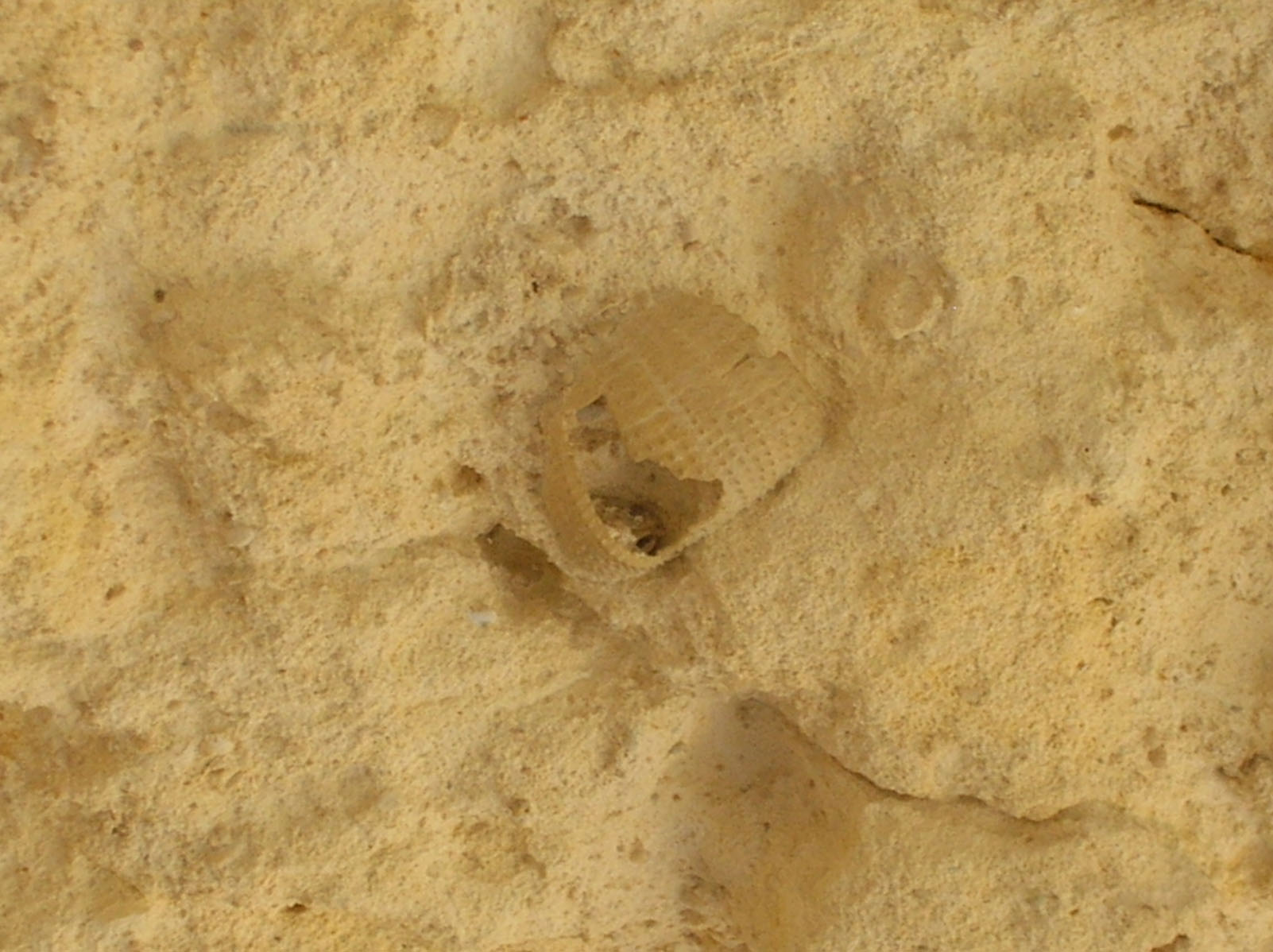 Fossili calcareniti